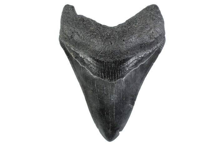 Serrated, Fossil Megalodon Tooth - South Carolina #362189
